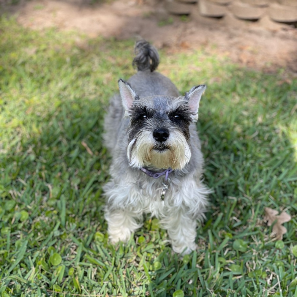 Meet your Posher, Janie